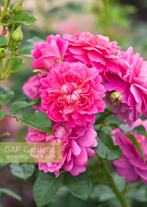 Rosa 'Princess Anne' (Auskitchen) - David Austin English rose - double, scented