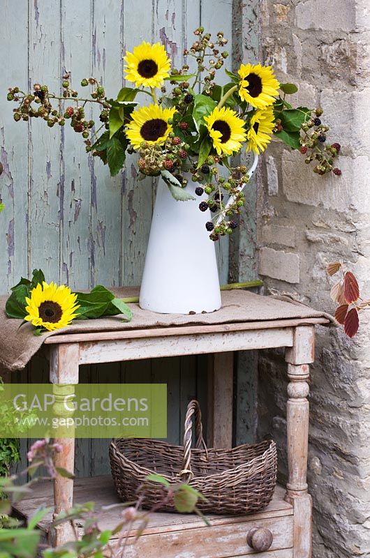 White enamel jug with blackberries and sunflowers - Helianthus 'Sun Rich'. The Garden and Plant Company, Hatherop Castle, Cirencester, Gloucestershire
