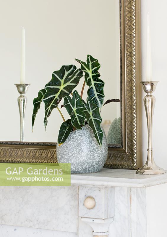 Alocasia amazonica 'Polly' - African mask - in a grey stone container on a mantelpiece beside a mirror