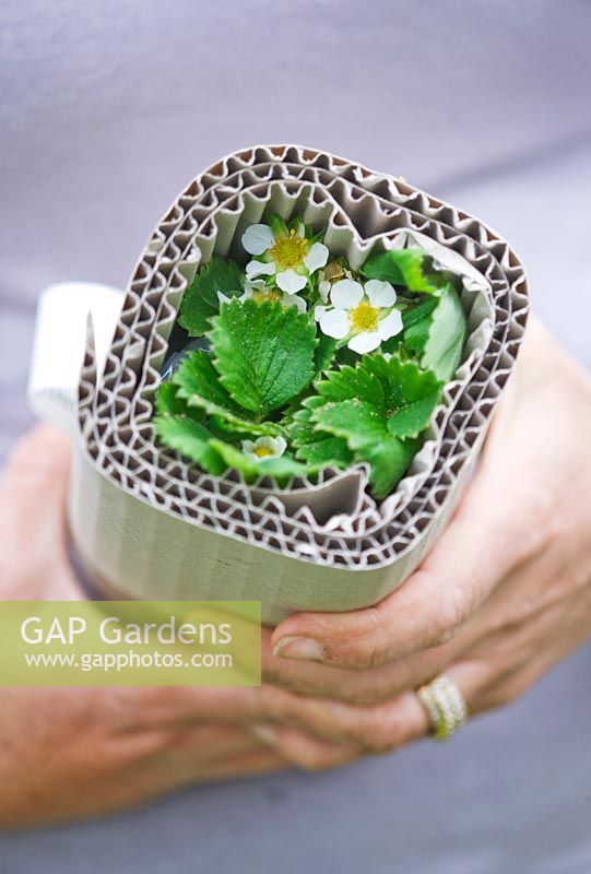 Mail order strawberry plant wrapped in cardboard for protection