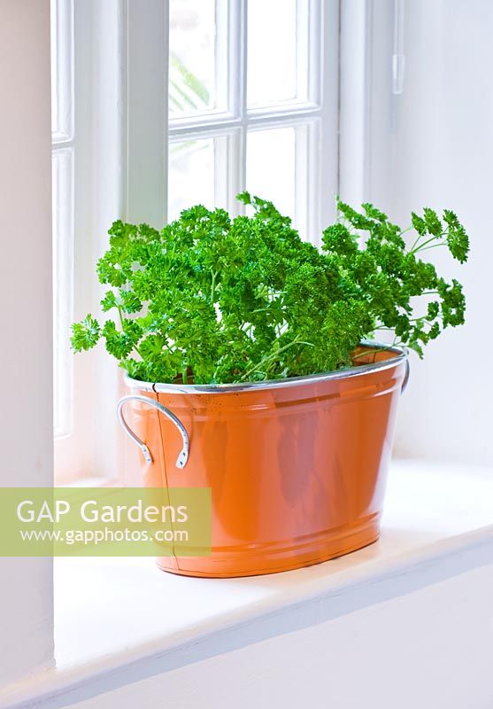 Orange metal container on windowsill planted with parsley