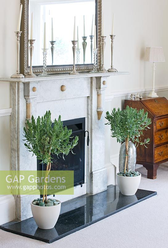 Two standard french lavender bushes in cream containers beside fireplace