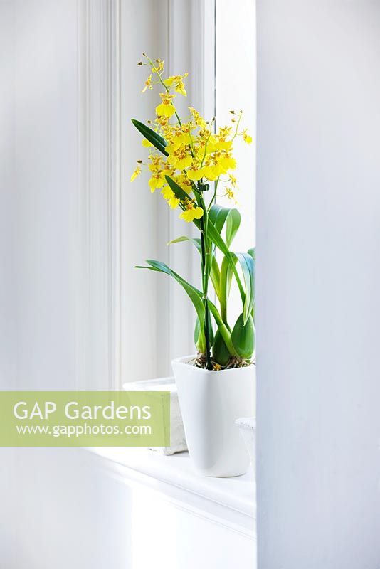 Yellow orchid in white container in window sill