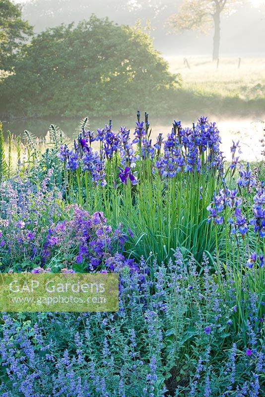 The blue garden at dawn beside the river nar with Iris sibirica, nepeta and geraniums. Narborough Hall Gardens, Norfolk