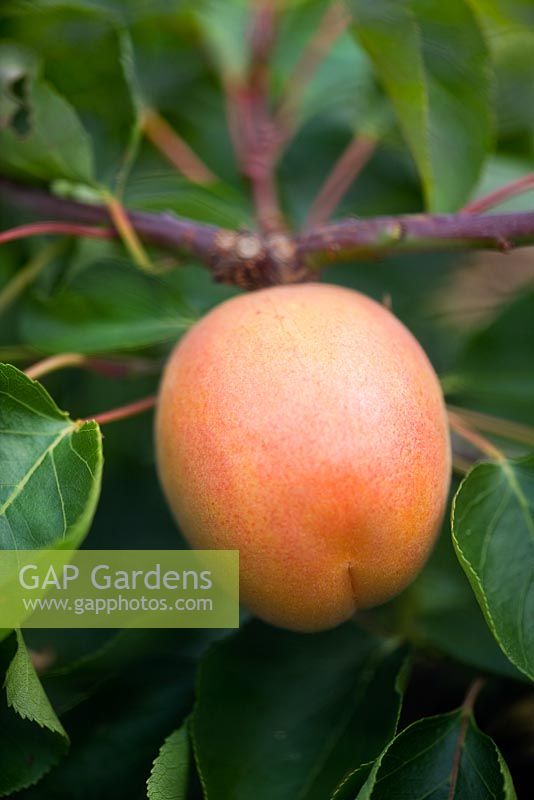 Prunus armeniaca 'Delicot Flavorcot' - Apricot