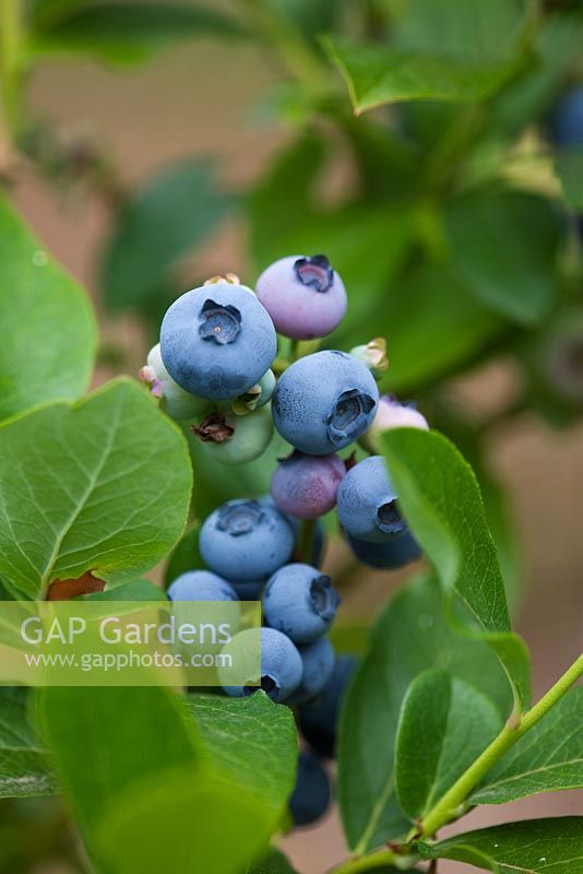 Vaccinium corymbosum - blueberry 'Patriot'
