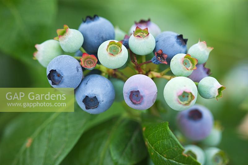 Vaccinium corymbosum - blueberry 'Ivanhoe'