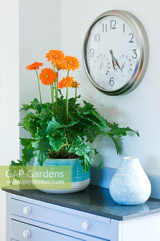 Container in kitchen planted with orange gerberas