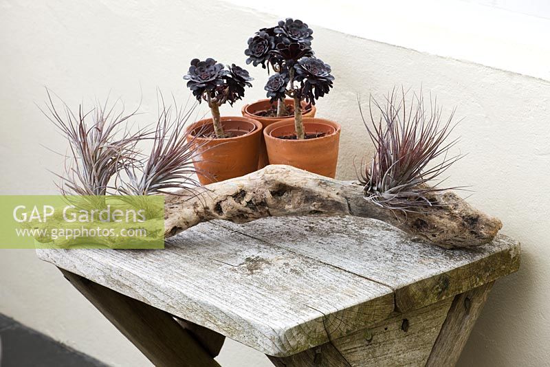 Terracotta containers planted with Aeonium arboreum 'Schwarzkopf' on wooden table with driftwood planted with air plants
