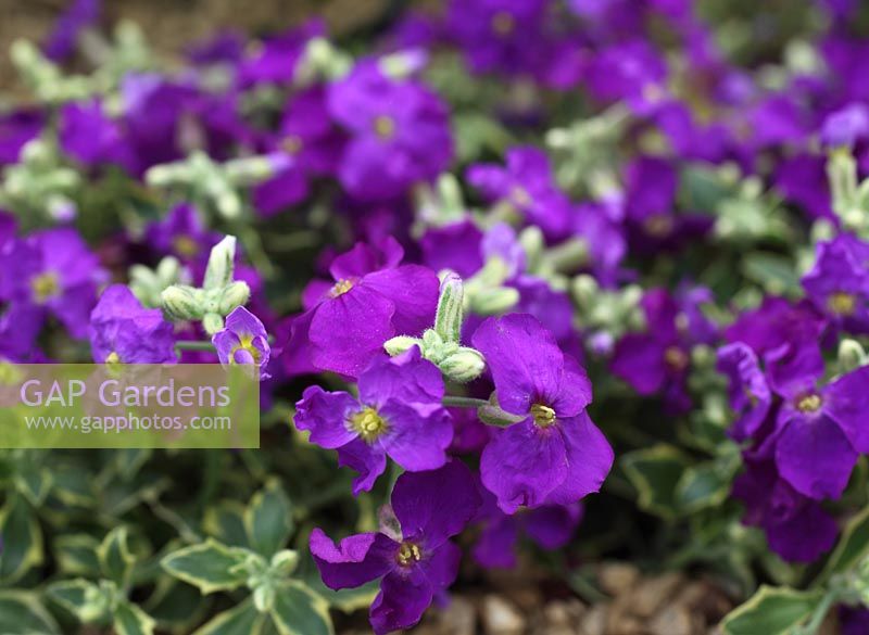 Aubretia 'Dr Mules variegated' close up of flowers