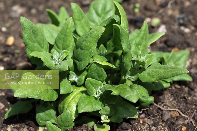 Tetragonia tetragoniodes - New Zealand Spinach 