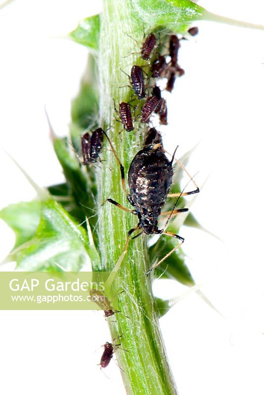 Aphis fabae - black bean aphid 