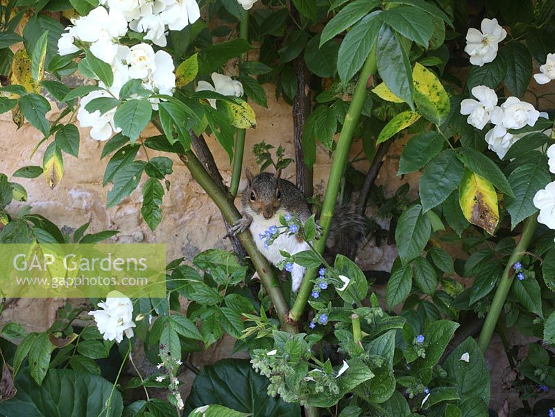 Sciurus carolinensis - Grey Squirrel in rose bush
