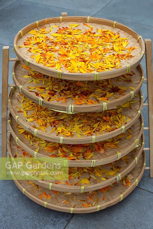 Marigold petals drying 