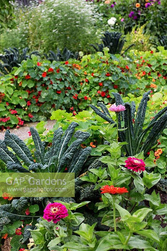 Colourful vegetable garden with kale Brassica oleracea, coriander in background, nasturtium, zinnia and dahlia
