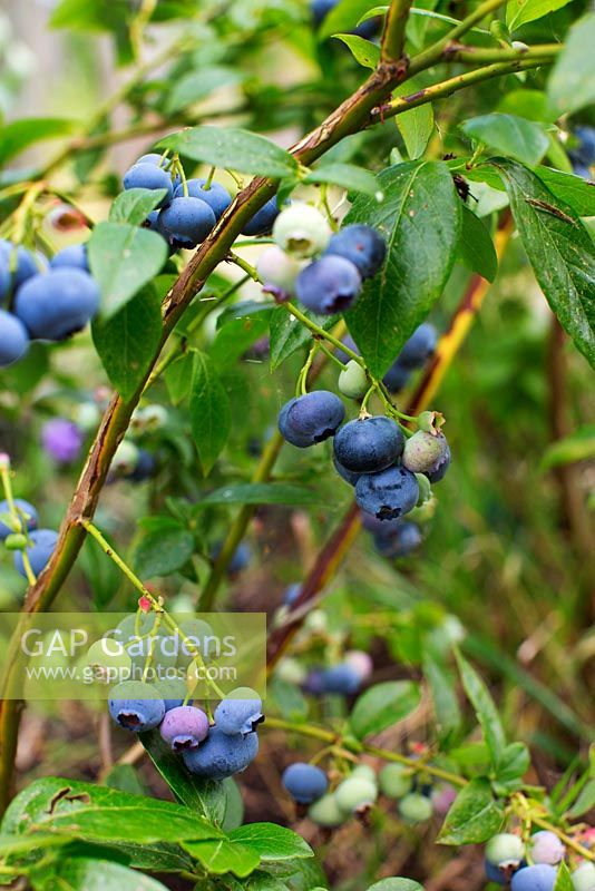 Vaccinium myrtillus 'Duke' - blueberry 