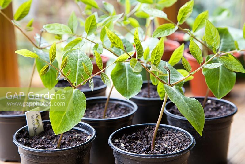 Growth development of Cobaea scandens seedlings.