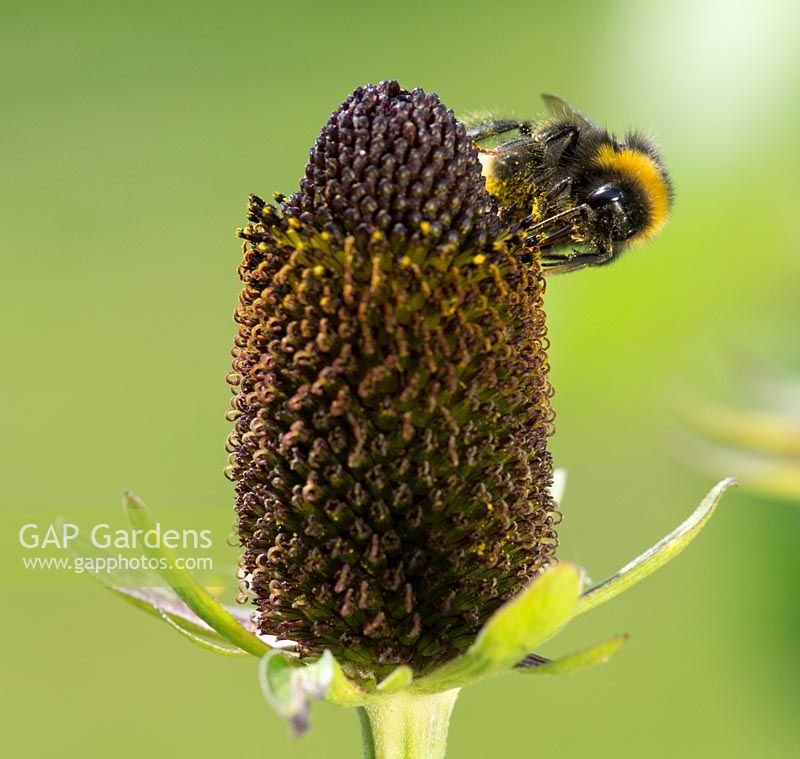 Rudbeckia 'Green Wizard' with bees