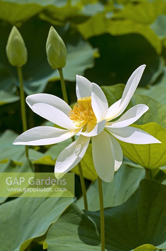 Nelumbo nucifera - Sacred Lotus