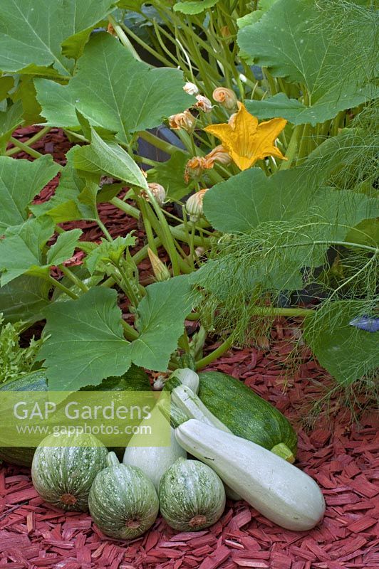 Courgettes in front of plant - Zucchini