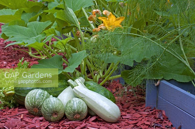 Harvested courgettes in front of plant - Zucchini