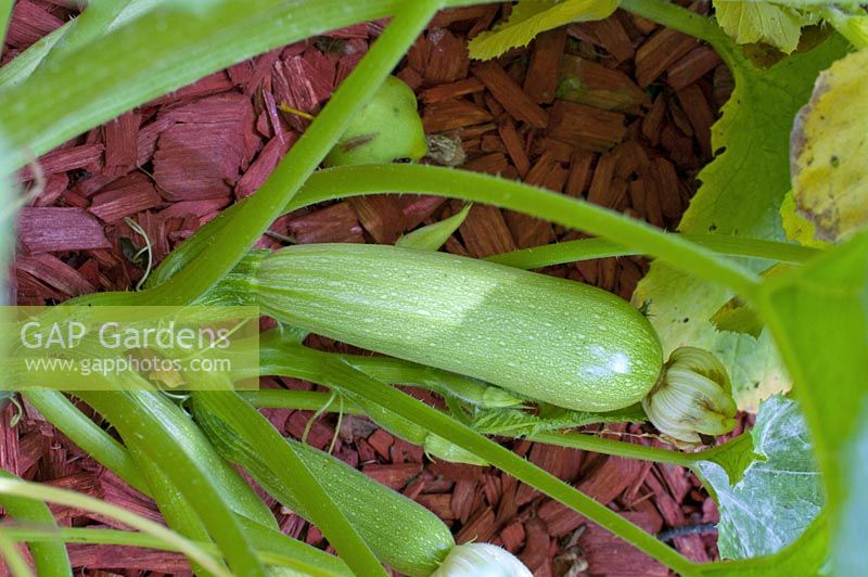 Cucurbita pepo - 'Lorea' - Zucchini  Courgettes on plant