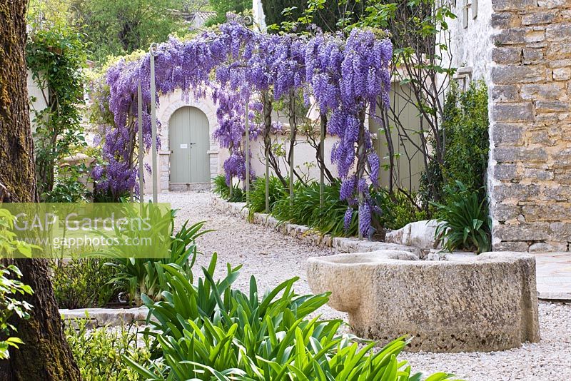 Wisteria in courtyard garden with water feature - Corfu, Greece