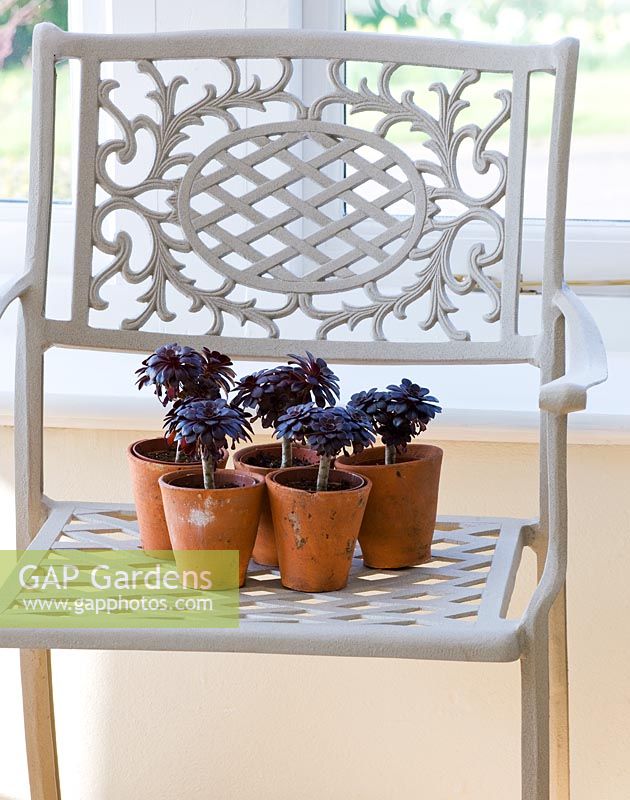 Terracotta containers with Aeonium 'Zwartkop' on a grey metal chair
