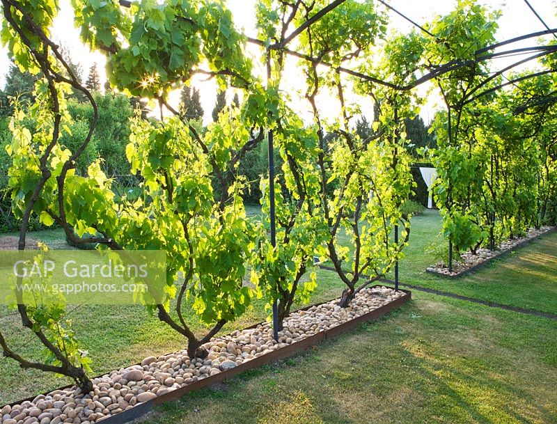 Pergola with 22 different varieties of vines 