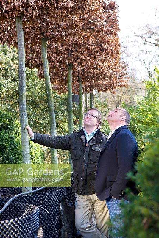 Crocus Nursery, Surrey - Arne Maynard and Crocus Co-Director Mark Fane check pleached copper beech trees for Arne Maynard 2012 Chelsea flower show garden