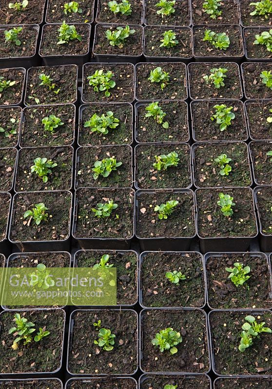 Crocus Nursery, Surrey - plastic containers of plants growing in polytunnel for Arne Maynard Chelsea 2012 garden