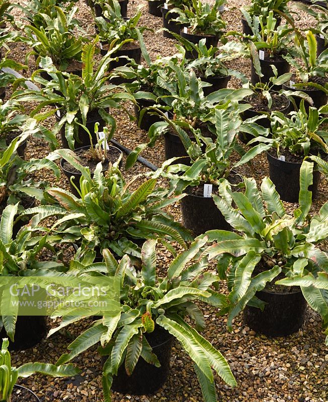 Crocus Nursery, Surrey - plastic containers of Asplenium scolopendrium growing in polytunnel for Arne Maynard, Chelsea 2012 garden