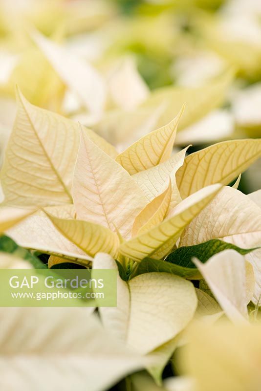 Euphorbia pulcherrima 'Premium White' - Summerfield Nurseries, Kent