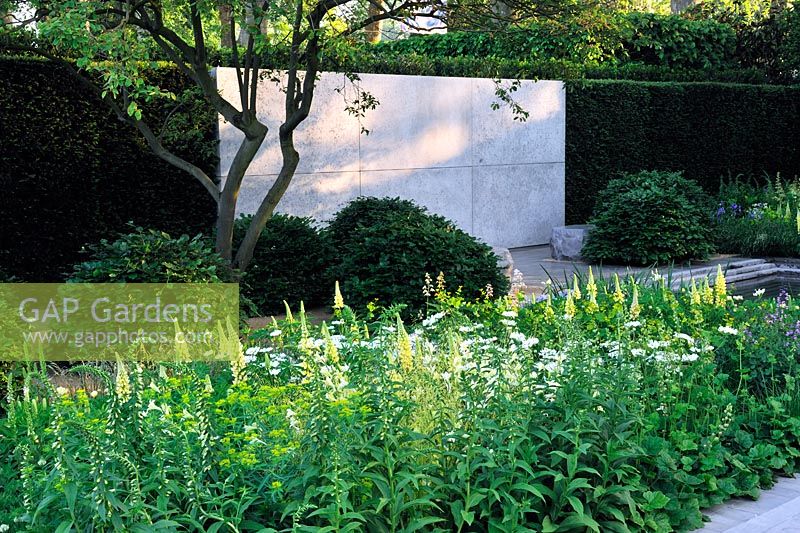 The Laurent-Perrier Garden. Contemporary formal garden with yellow and white planting. Concrete panel in clipped yew hedge. Lupinus Chandelier, beech domes, Orlaya grandiflora and euphorbia  