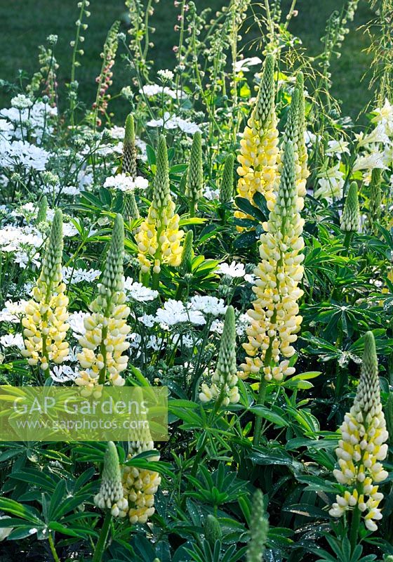 Yellow and white planting with lupinus 'Chandelier', orlaya grandiflora - The Laurent-Perrier Garden - RHS Chelsea Flower Show 2014