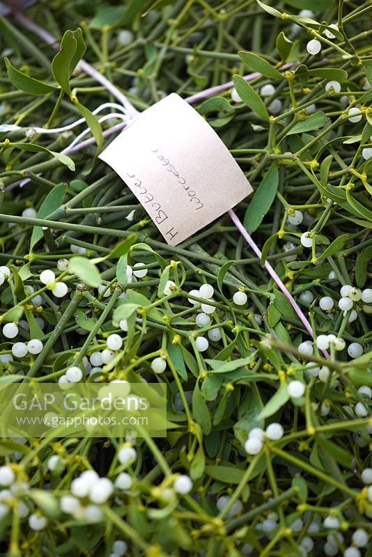 Farmers label on mistletoe bundle. Holly and mistletoe auction, Tenbury Wells, Worcestershire