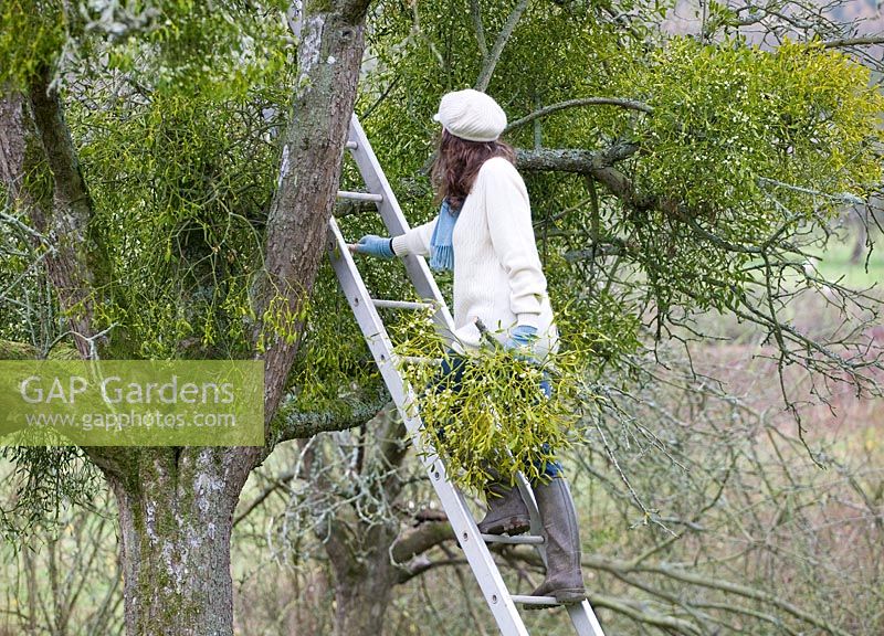 Mistletoe being harvested near Tenbury Wells, Worcestershire. Girl on ladder gathering mistletoe
