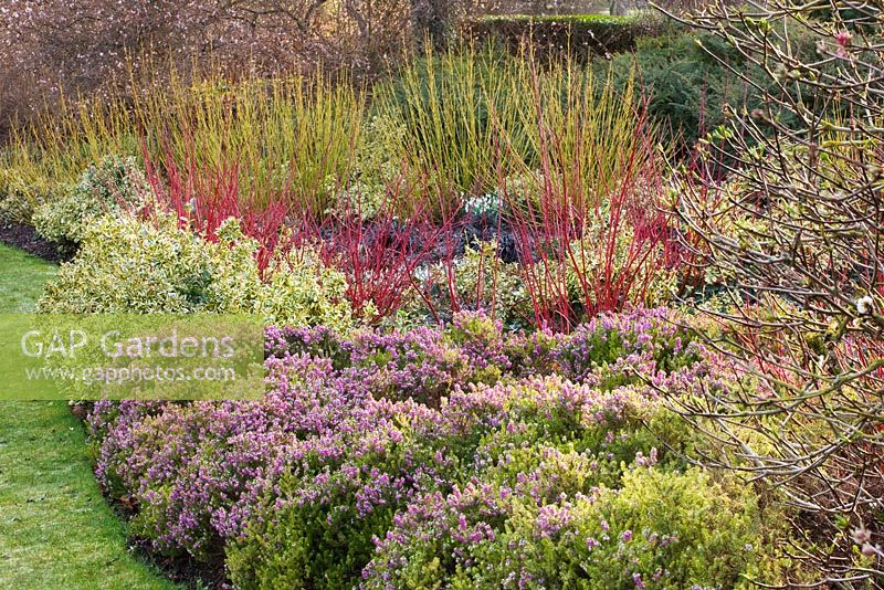 Winter border with Cornus siberica, Eleagnus fortunei 'Silver Queen', Cornus 'Flaviramea' and Erica x darleyensis 'Arthur Johnson'. Cambridge Botanic Garden, Cambridgeshire