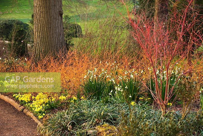 Winter border with Acer palmatum 'Sango Kaku' , Cornus sanguinea 'Midwinter Fire' and Leucojum vernum. Ragley Hall, Warwickshire