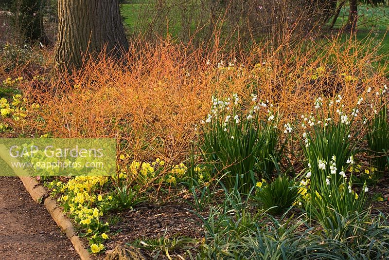 Winter border with Acer palmatum 'Sango Kaku' , Cornus sanguinea 'Midwinter Fire' and Leucojum vernum. Ragley Hall, Warwickshire
