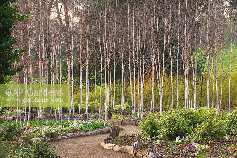 The winter garden with path, Betula utilis jacquemontii 'Doorenbos' and Cornus sericea 'Flaviramea'. Ragley Hall, Warwickshire
