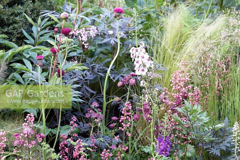 Warm pink and red informal planting with Cirsium, Astrantia, Heucheras and Peonies.  Positively Stoke-on-Trent. Chelsea Flower Show 2014
