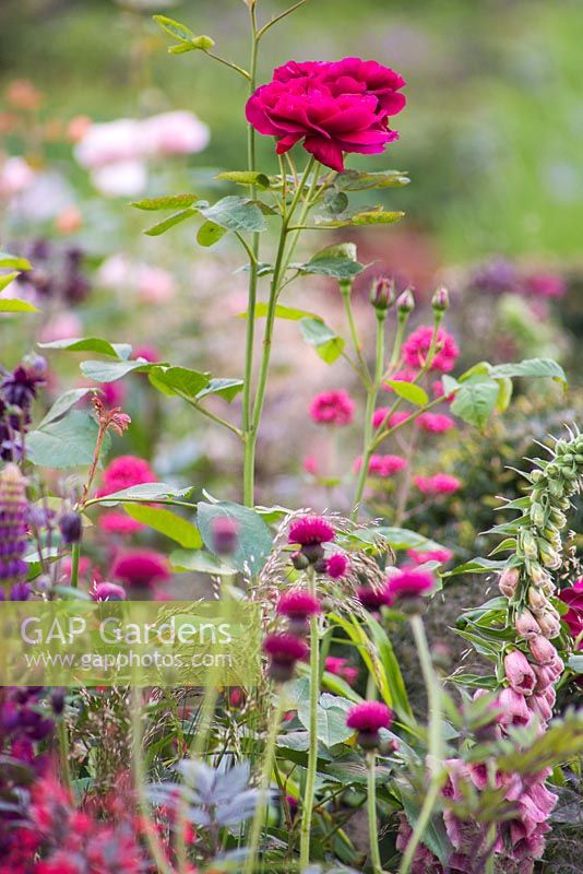 Planting combination of Rosa 'Darcey Bussell', Digitalis x mertonensis, Cirsium. Positively Stoke-on-Trent. Chelsea Flower Show 2014