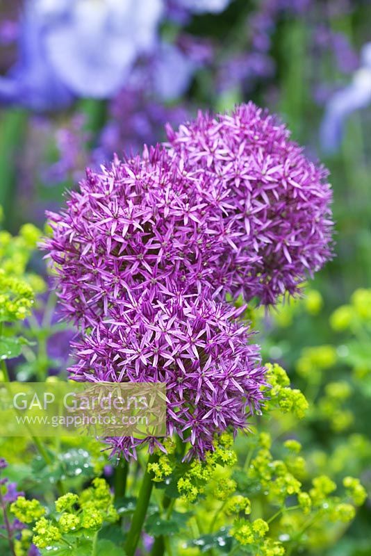 Allium 'Purple Sensation' and Alchemilla mollis. Gipsy House, Buckinghamshire