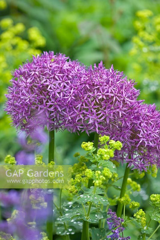 Allium 'Purple Sensation' and Alchemilla mollis. Gipsy House, Buckinghamshire

