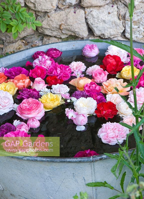 A collection of rose heads from the garden floating in a vintage zinc container. Les Jardins de Roquelin, Loire Valley, France