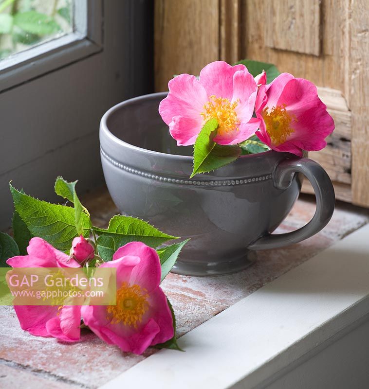 Grey cup with cut stems of deep pink Rosa 'Complicata'. Les Jardins de Roquelin, Loire Valley, France
