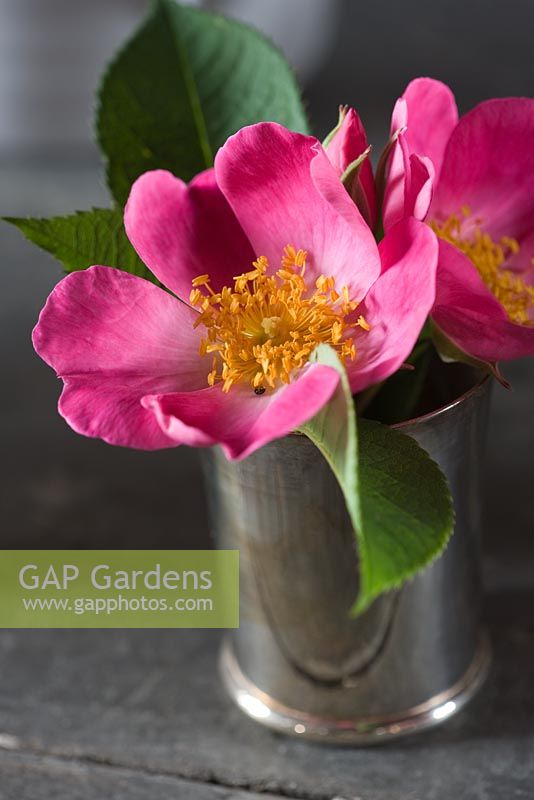 Vintage silver cup with cut stems of deep pink Rosa 'Complicata'. Les Jardins de Roquelin, Loire Valley, France