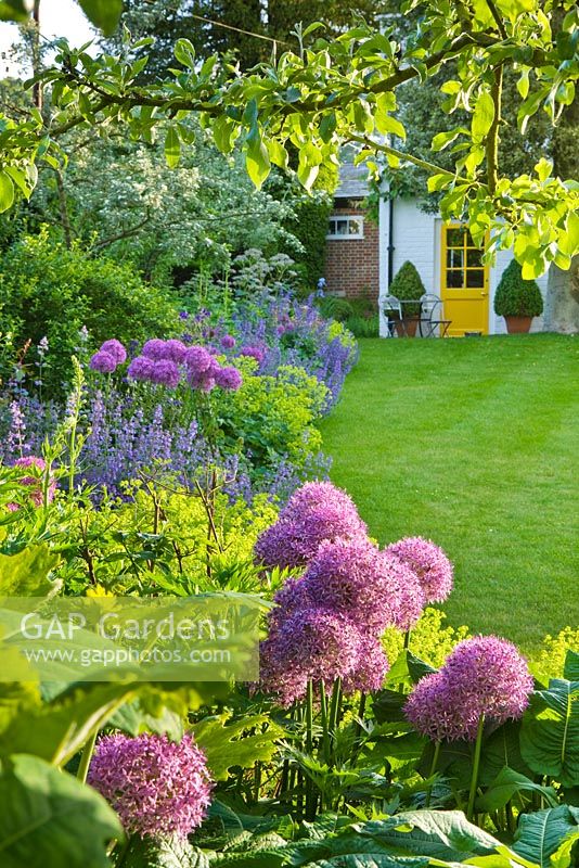 Allium 'Purple Sensation' and Alchemilla mollis in a border beside the lawn in the front garden. Gipsy House, Buckinghamshire 

