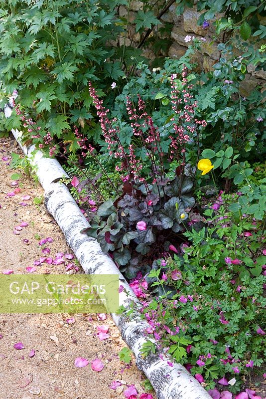 Heucheras and geraniums beside path edged with silver birch logs. Andre Eve Garden, France
